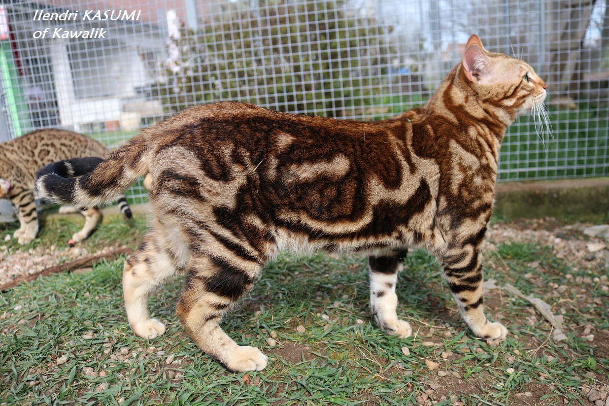 bengal marble
